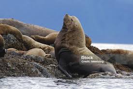 Image result for Eumetopias jubatus