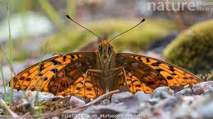 Attēlu rezultāti vaicājumam “Argynnis adippe”