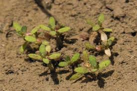 Attēlu rezultāti vaicājumam “Elatinaceae”