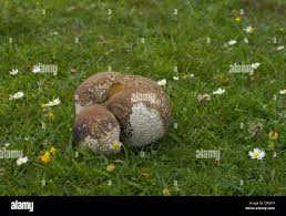 Attēlu rezultāti vaicājumam “Calvatia utriformis”