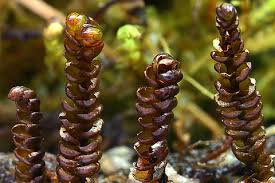 Attēlu rezultāti vaicājumam “Anastrophyllum minutum”