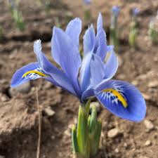 Attēlu rezultāti vaicājumam “Iris reticulata flower”