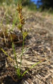 Attēlu rezultāti vaicājumam “Carex arenaria”