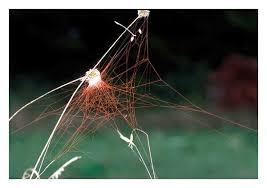 Attēlu rezultāti vaicājumam “Araneus quadratus male”