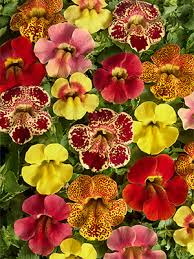 Image result for Mimulus x hybrida