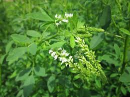 Attēlu rezultāti vaicājumam “Melilotus albus”