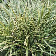 Attēlu rezultāti vaicājumam “Carex remota leaf”