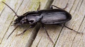 Attēlu rezultāti vaicājumam “Pterostichus melanarius”