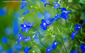 Image result for Männertreu