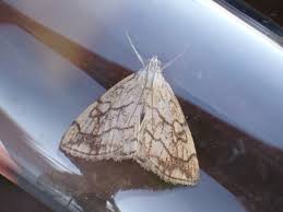 Attēlu rezultāti vaicājumam “Evergestis pallidata”