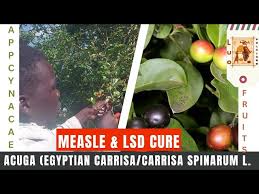 Attēlu rezultāti vaicājumam “Carex acuta fruit”