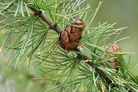 Attēlu rezultāti vaicājumam “Larix sibirica”