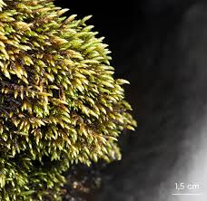 Attēlu rezultāti vaicājumam “Brachythecium rivulare”