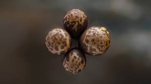 Attēlu rezultāti vaicājumam “Trichia ambigua macro”