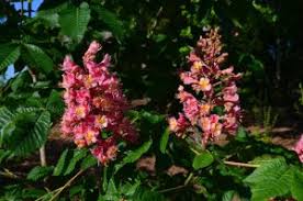 Attēlu rezultāti vaicājumam “Aesculus x hybrida flower”