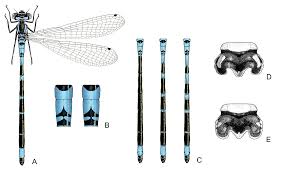 Attēlu rezultāti vaicājumam “Coenagrion armatum male”