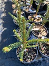 Attēlu rezultāti vaicājumam “Picea abies fo. virgata leaf”