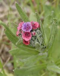 Attēlu rezultāti vaicājumam “Cynoglossum officinale flower”