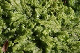 Attēlu rezultāti vaicājumam “Chiloscyphus”