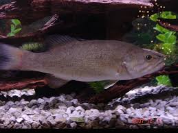 Image result for Micropterus dolomieu