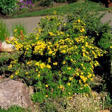 Attēlu rezultāti vaicājumam “Pentaphylloides fruticosa leaf”