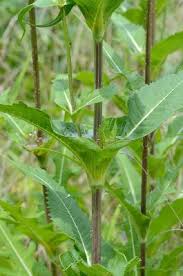 Image result for Dipsacus laciniatus