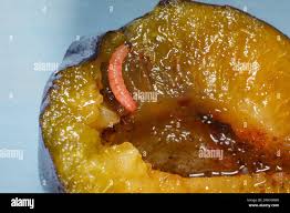 Attēlu rezultāti vaicājumam “Grapholita funebrana larva”