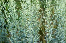 Attēlu rezultāti vaicājumam “Artemisia absinthium leaf”