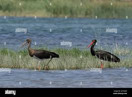 Attēlu rezultāti vaicājumam “Ciconia nigra adult”