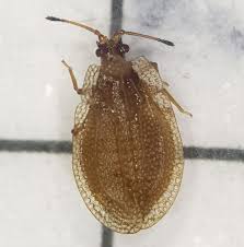 Attēlu rezultāti vaicājumam “Acalypta carinata”