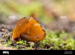 Attēlu rezultāti vaicājumam “Otidea bufonia”