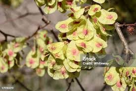 Attēlu rezultāti vaicājumam “Ulmus glabra flower”