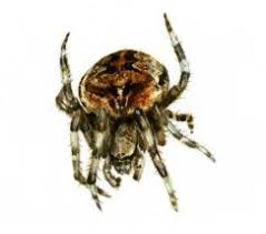 Attēlu rezultāti vaicājumam “Araneus angulatus”