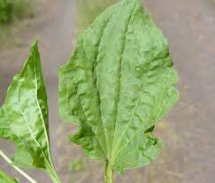 Attēlu rezultāti vaicājumam “Plantago major leaf”