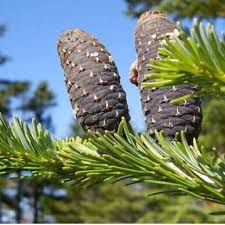 Attēlu rezultāti vaicājumam “Abies sibirica”