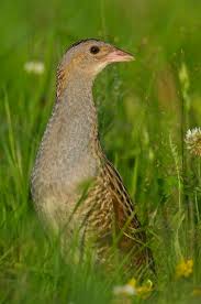 Attēlu rezultāti vaicājumam “Crex crex nest”