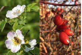 Attēlu rezultāti vaicājumam “Rosa canina”