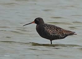 Image result for Tringa erythropus