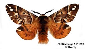 Attēlu rezultāti vaicājumam “Endromis versicolora”