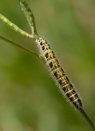 Attēlu rezultāti vaicājumam “Pieris brassicae larva”