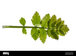 Attēlu rezultāti vaicājumam “Berula erecta”