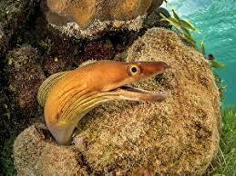 Image result for Gymnothorax vicinus