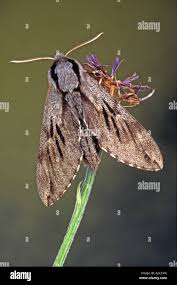 Attēlu rezultāti vaicājumam “Sphinx pinastri”