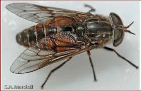 Attēlu rezultāti vaicājumam “Tabanidae”