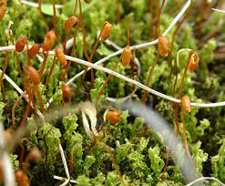 Attēlu rezultāti vaicājumam “Hygrohypnum luridum sporophyte”