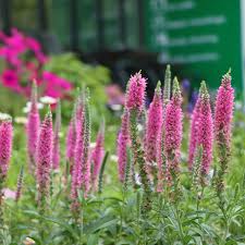 Image result for Veronica officinalis
