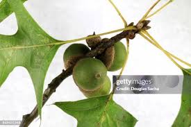 Attēlu rezultāti vaicājumam “Quercus rubra fruit”