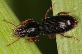 Attēlu rezultāti vaicājumam “Clivina fossor”