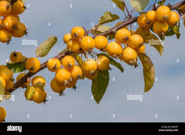 Attēlu rezultāti vaicājumam “Malus x zumi fruit”