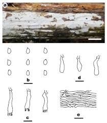 Attēlu rezultāti vaicājumam “Athelia pyriformis”